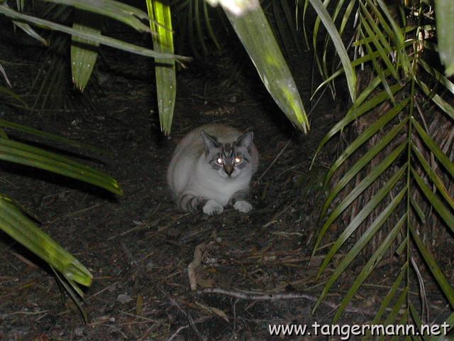 Parrot Jungle, Miami