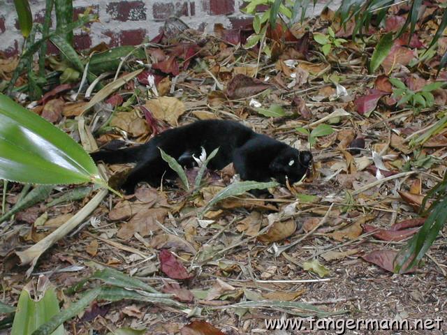 Hemingway House, Key West