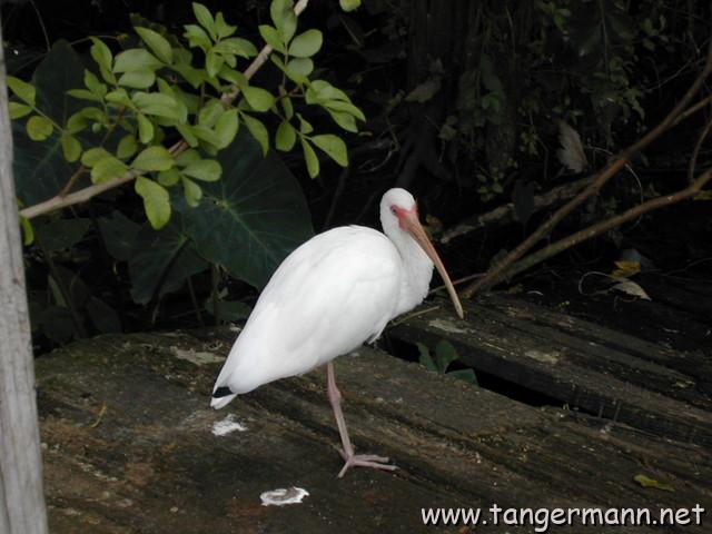 White Ibis
