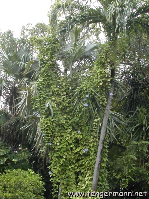 Hemingway House, Key West