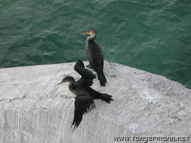 Great Cormorants auf einem Br&uuml;ckenpfeiler