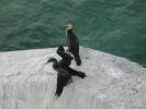 Great Cormorants auf einem Br&uuml;ckenpfeiler