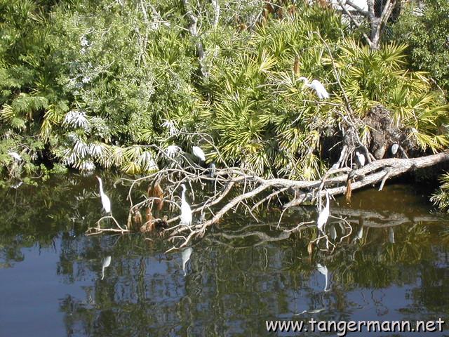 Snowy Egrets