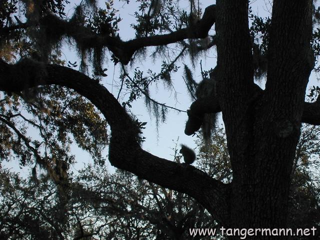 Bok Sanctuary - Find the Squirrel