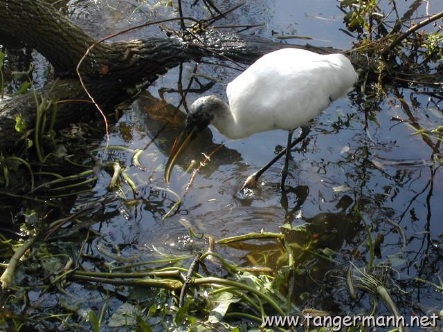 White Ibis