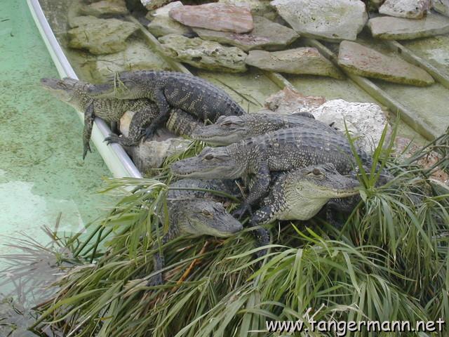 Alligatorennachwuchs