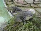 Alligatorennachwuchs