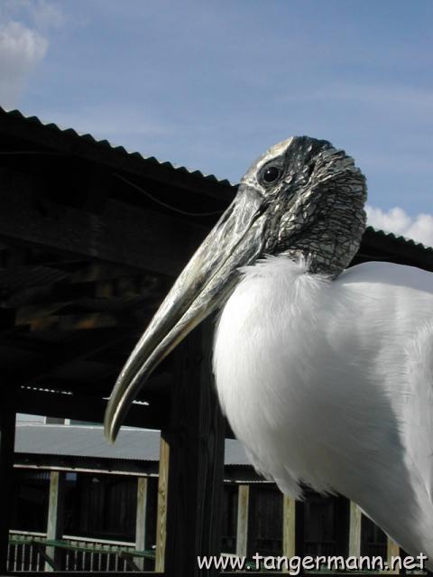 Wood Stork