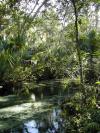Juniper Springs