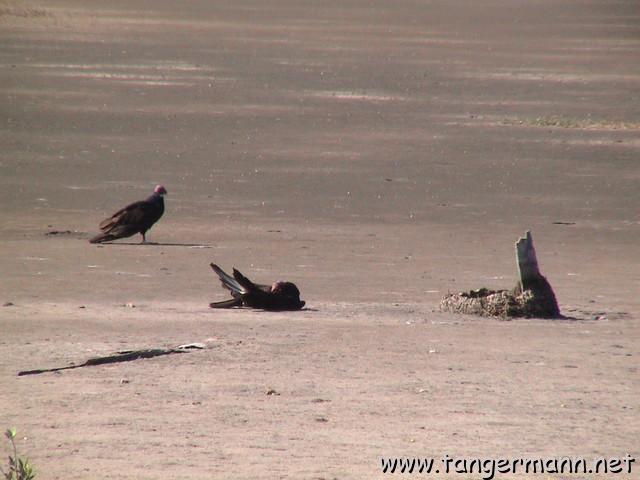 Black Point Wildlife Drive