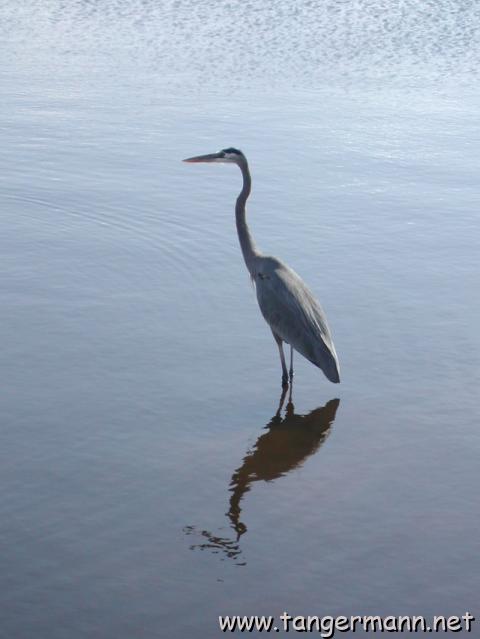 Black Point Wildlife Drive