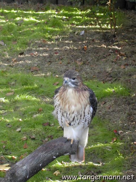 Homosassa Springs State Park
