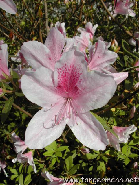 Alfred B. Maclay Gardens