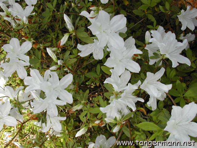 Alfred B. Maclay Gardens