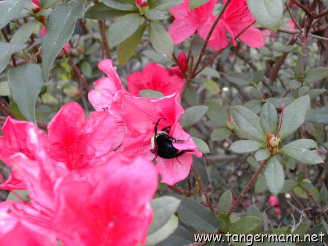 Alfred B. Maclay Gardens